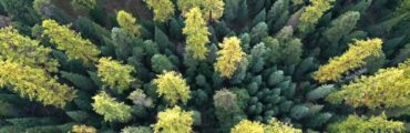 Green and yellow deciduous forest in western Montana, as seen from an aerial view, looking directly down. It appears to be the beginning of fall.