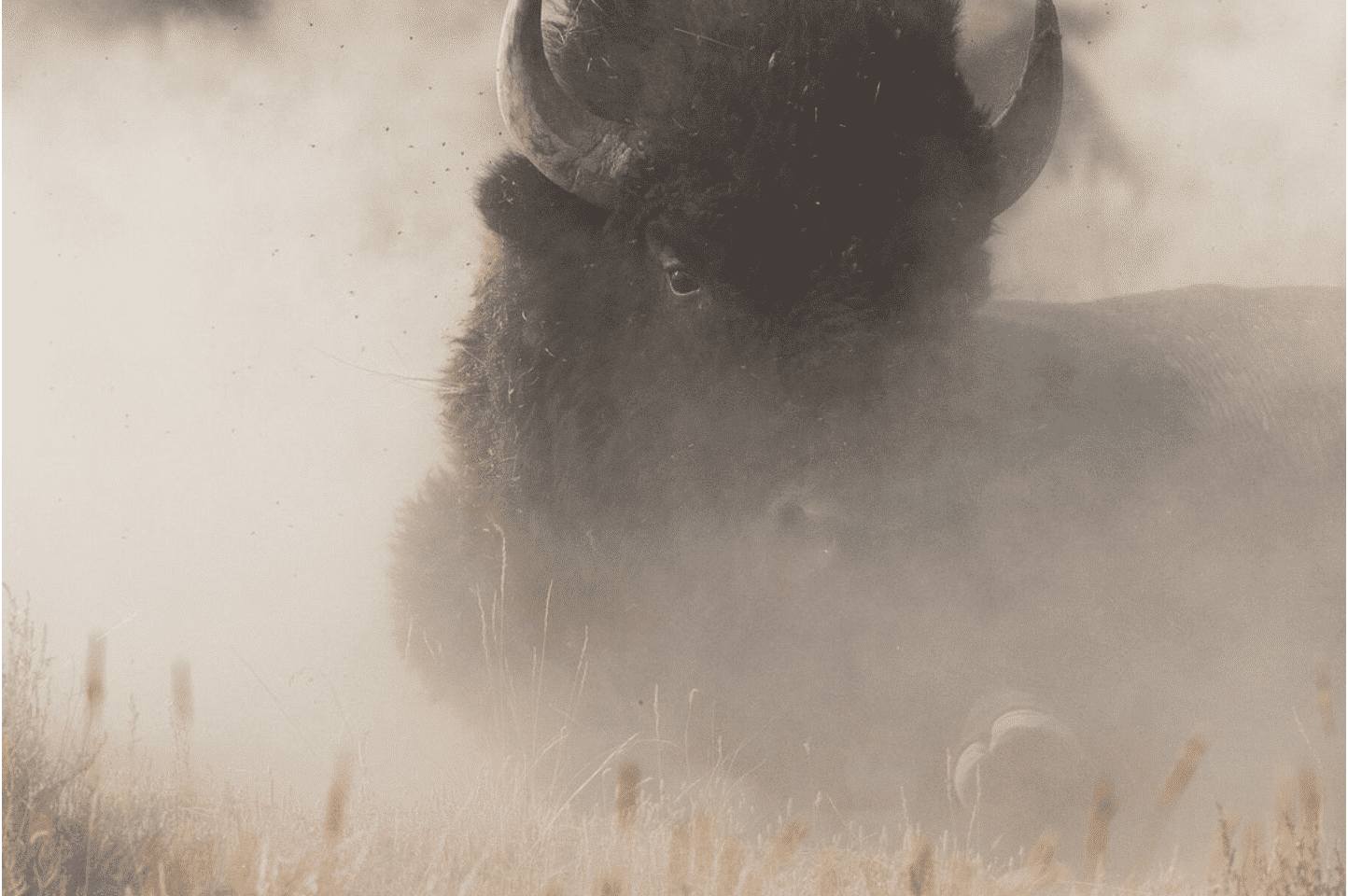 A close up of a bison's head in a dust cloud