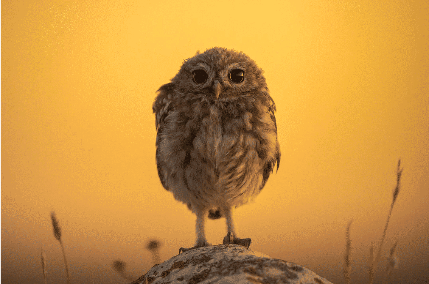 A small brown owl against a yellow sky 