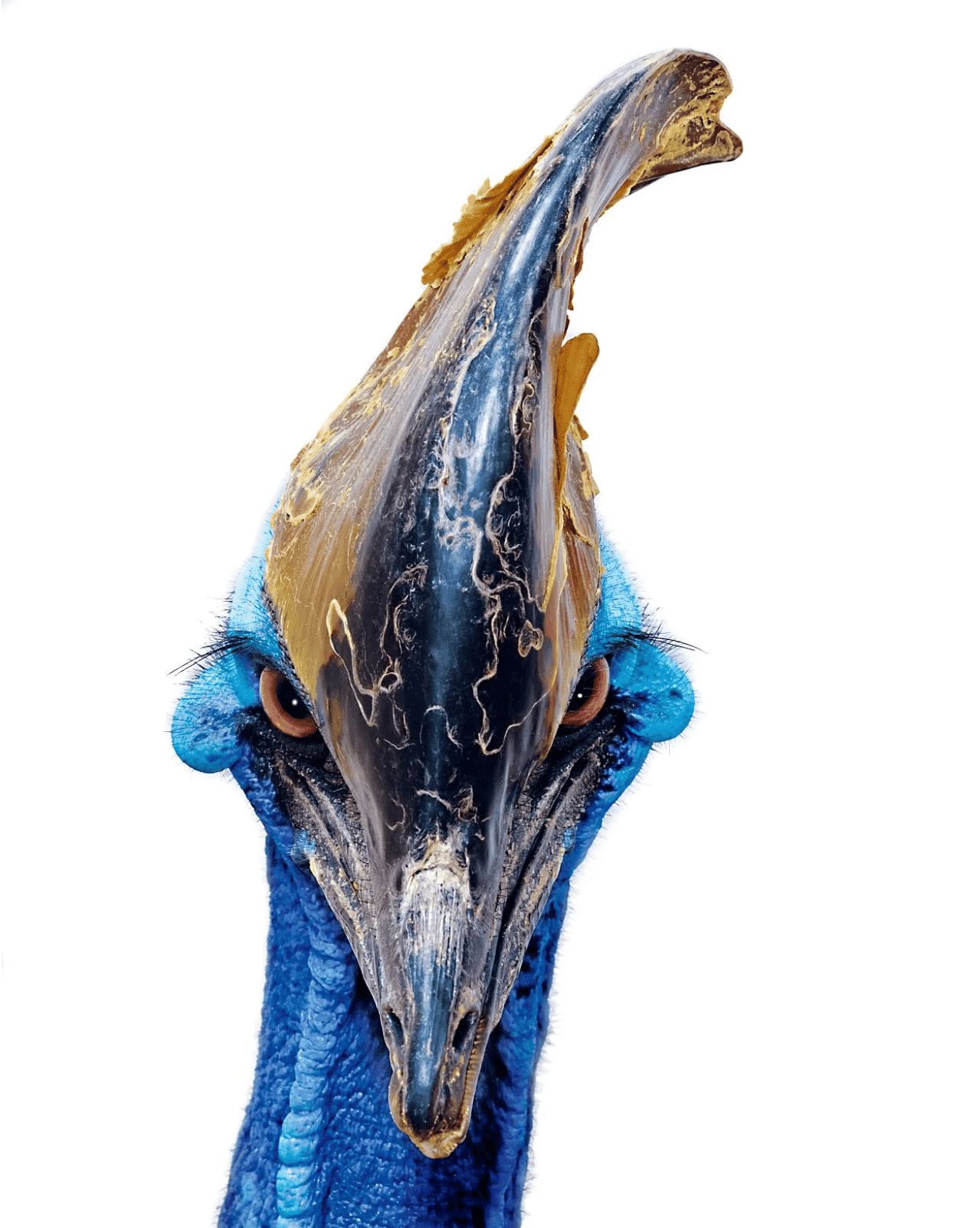 A close-up of a cassowary's face 