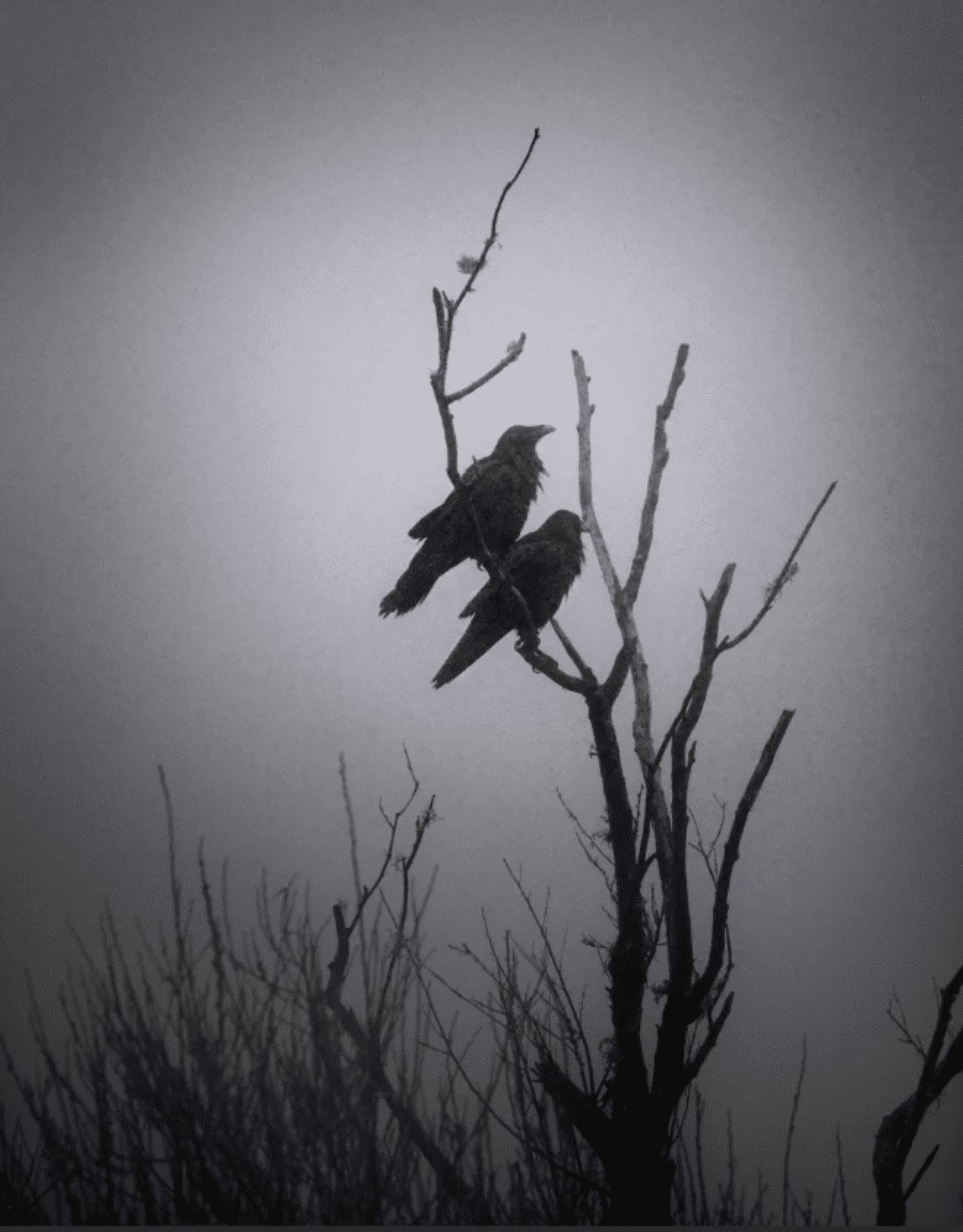 A black and white photos of crows on a bare tree branch 