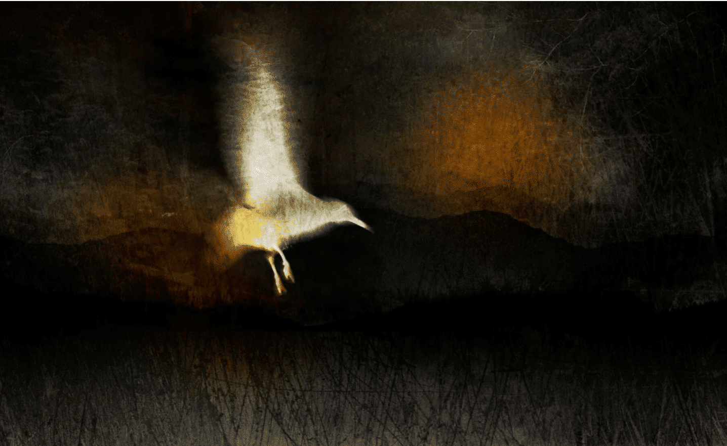 A ghostly image of a white bird against a dark background 