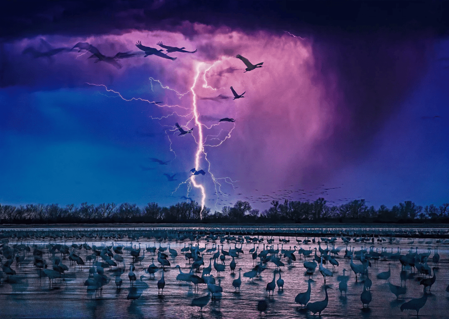 A group of snadhill cranes in the water as purple lightning strikes 