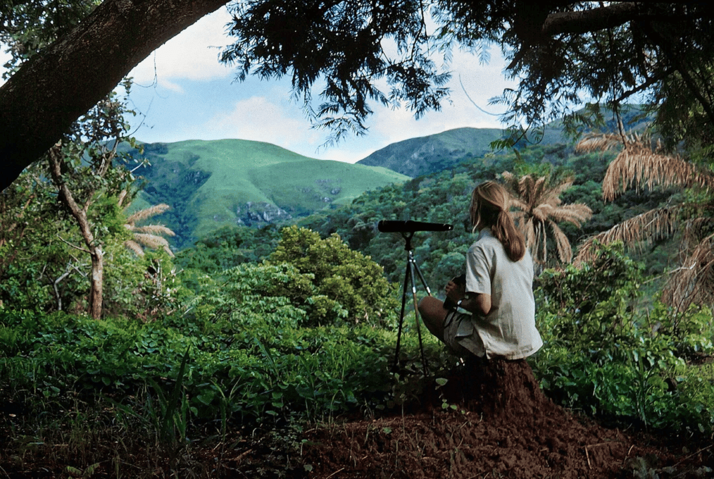Jane Goodall crouching in a brilliantly green jungle with a small telescope on a tripod 